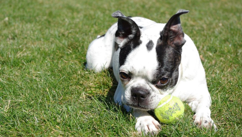 Boston Terrier mit Tennisball