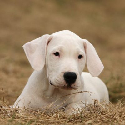 Dogo Argentino Welpe weiß sitzt im Gras