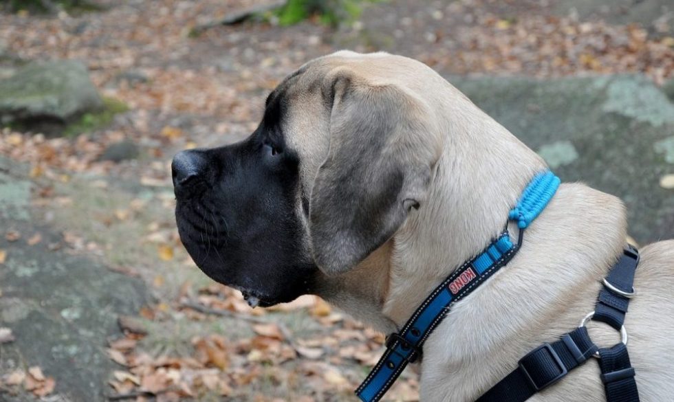 Mastiff Hund im Profil fotografiert