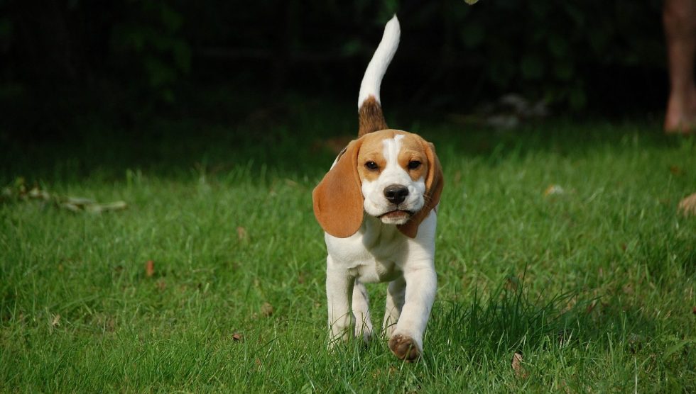 beagle-welpe-laeuft