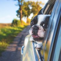 Hund im Auto guckt aus dem Fenster