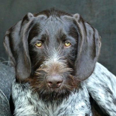 Deutsch Drahthaar Junghund Portrait