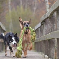 Hunde auf einer Brücke mit Spielzeug