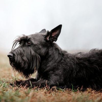 Scottish Terrier liegt entspannt im Gras